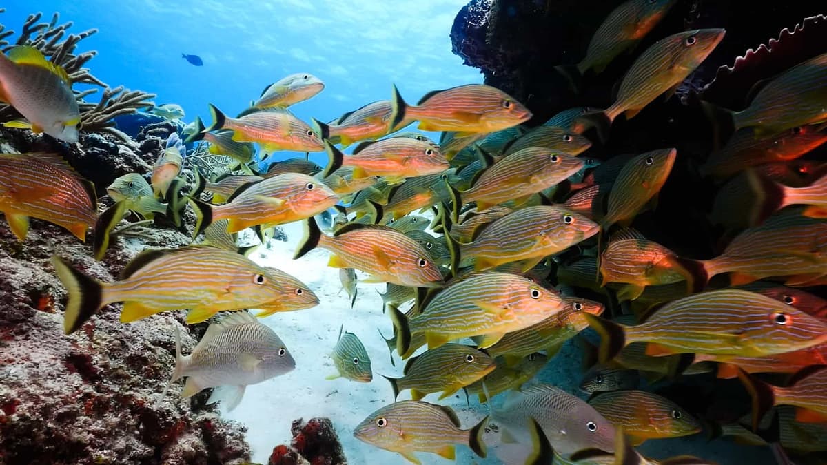 Resort exterior at Allegro Cozumel
