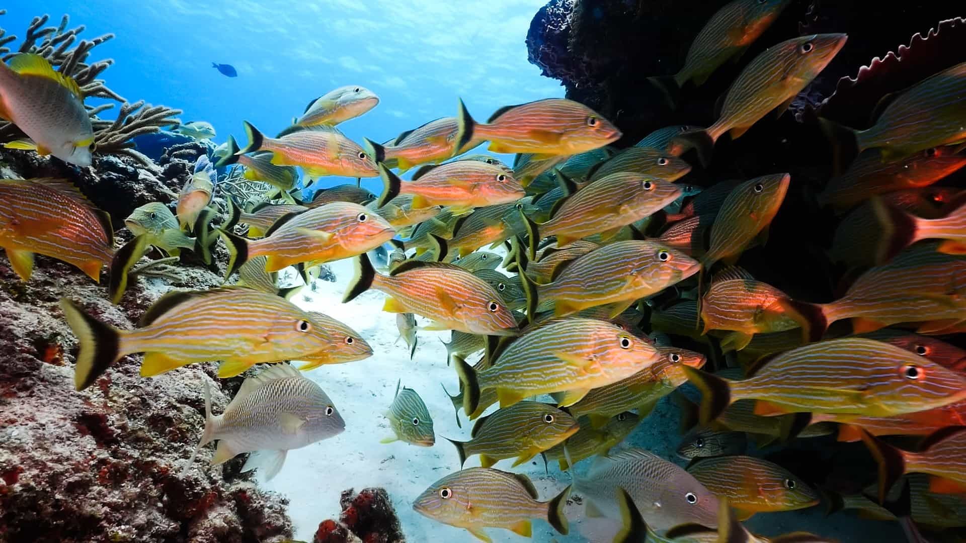 Resort exterior at Allegro Cozumel