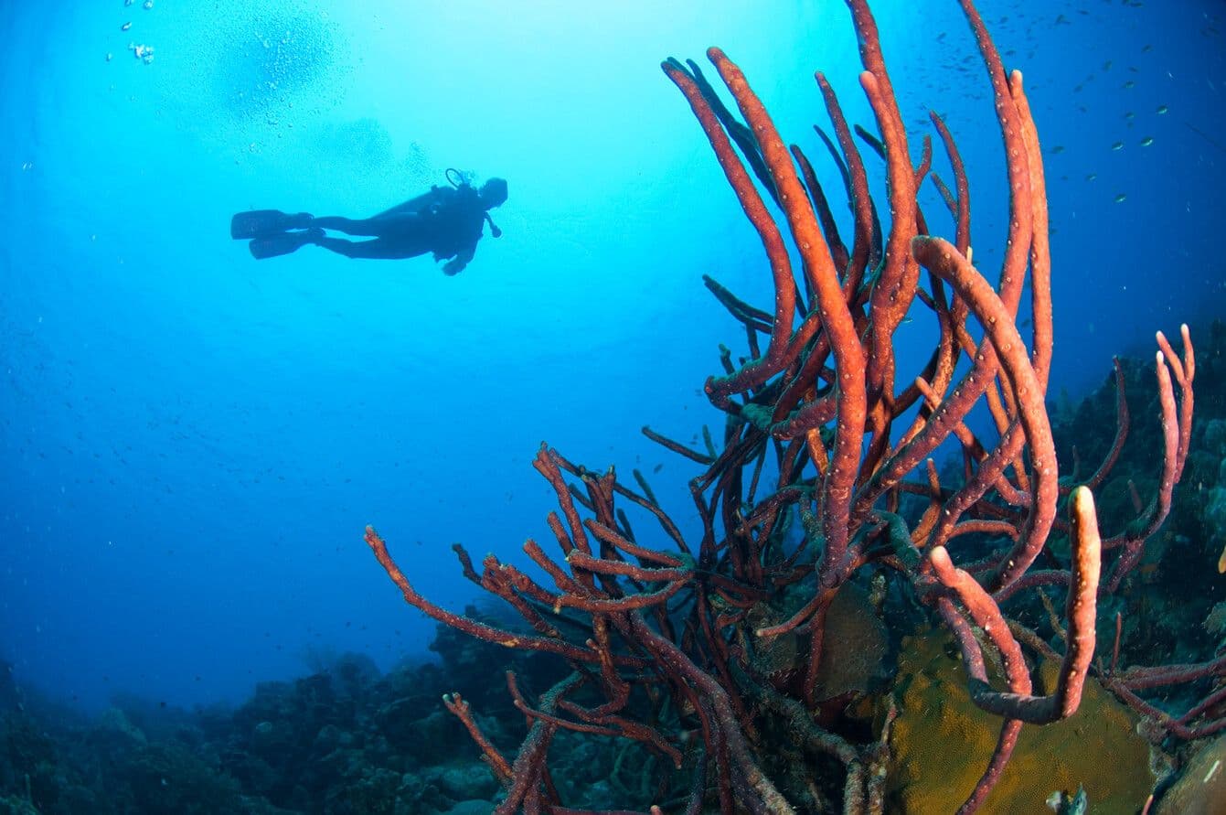 Divi Flamingo Beach Resort & Casino Activities