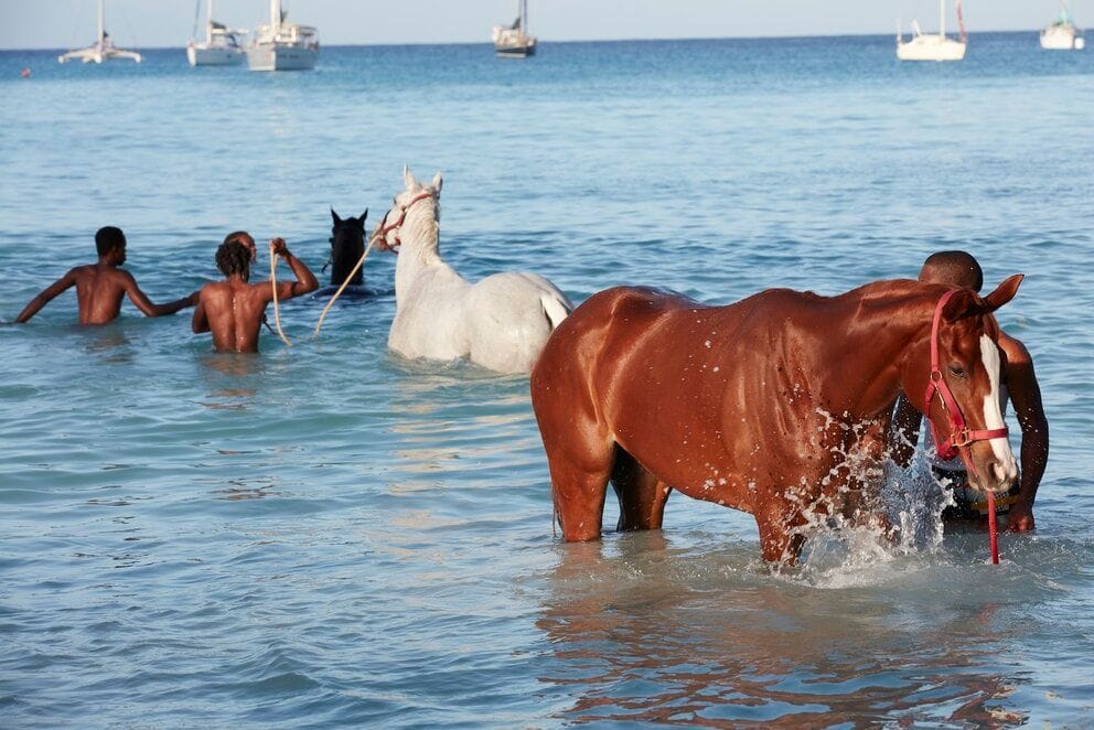 Divi Southwinds Beach Resort Activities